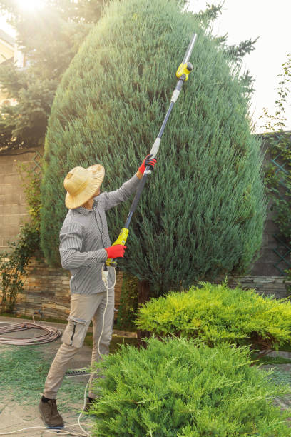 Tree Service Company in Manhattan Beach, CA